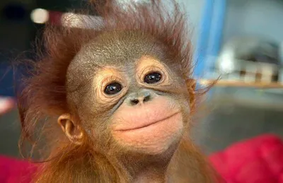 Орангутаны - самы смешные обезьяны (36 фото) » Триникси