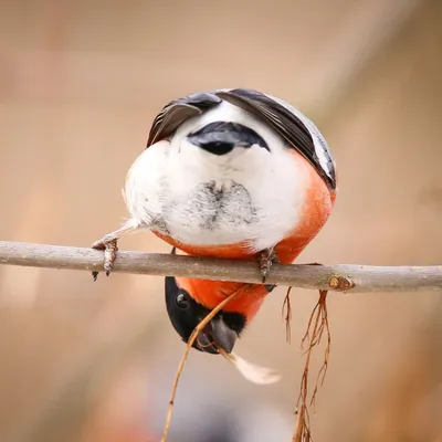 Смотрите: бердвотчеры придумывают смешные подписи к фотографиям птиц -  CityDog.io