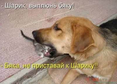 Смешные картинки с собаками с надписями (57 фото) - 57 фото
