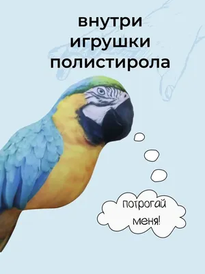 какаду :: попугай (попуг) / смешные картинки и другие приколы: комиксы, гиф  анимация, видео, лучший интеллектуальный юмор.