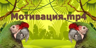 Корелла | Смешные фото животных, Попугай, Забавные зверюшки