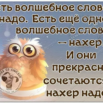 Прикольные афоризмы на все случаи жизни | Жизнь в стиле Ноль отходов (zero  waste) | Дзен