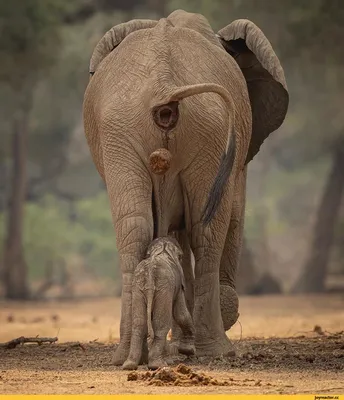 Смешные слонов фото