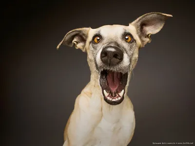 Скачать прикольные картинки про собак (38 фото) 🔥 Прикольные картинки и  юмор