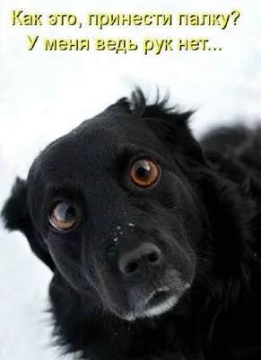 Смешные картинки про собак с надписью (100 фото) • Прикольные картинки и  позитив