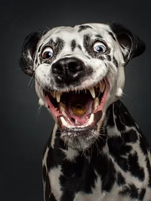 Очень смешные собаки - 35 фото