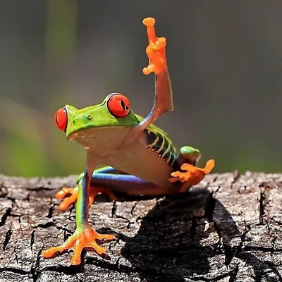 Смешные и забавные лягушки | Frog, Frog wallpaper, Cute frogs
