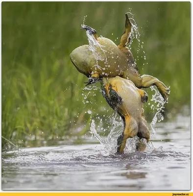 Смешные лягушки картинки - 52 фото