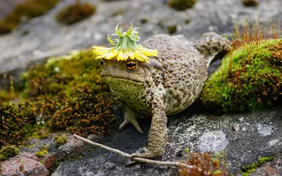 Пин от пользователя Aggie A на доске ~ Frogs ~ | Лягушка искусство, Смешные  фотографии животных, Забавные зверюшки