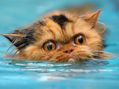 Смешные картинки животных – Выпуск № 20 (Мокрые коты) – Интересные животные