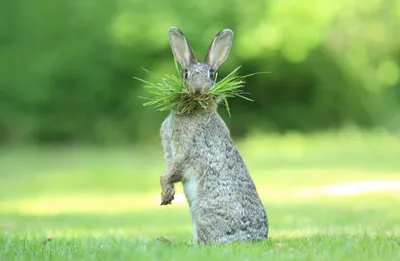 Смешные животные, присланные на конкурс комедийных фотографий дикой природы
