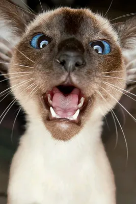 Смешные животные коты - картинки и фото koshka.top