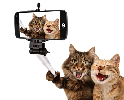 Картинки животное кот Селфи сматфоном две смешной