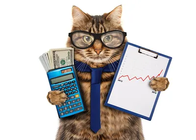 Фото Юмор животное кот галстуком очков Деньги Смешные