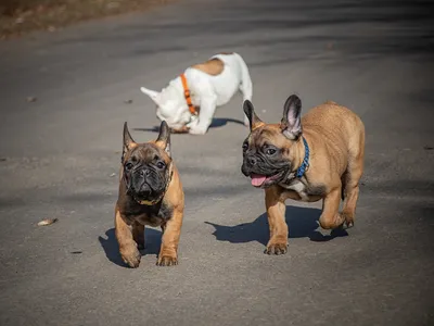 Фото Французский бульдог собака Смешные Трое 3 Животные 1600x1200