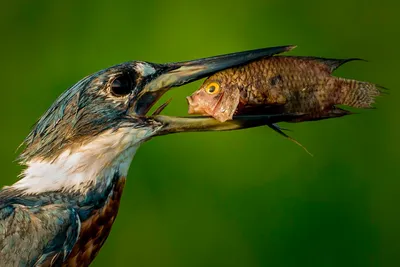 Comedy Wildlife Photography Awards 2021: смешные животные • Интерьер+Дизайн