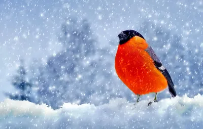 Обои снег, птица, Зима, перья, снегирь картинки на рабочий стол, раздел  животные - скачать