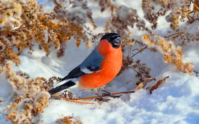 Картинка Снегирь на снегу » Снегирь » Птицы » Животные » Картинки 24 -  скачать картинки бесплатно