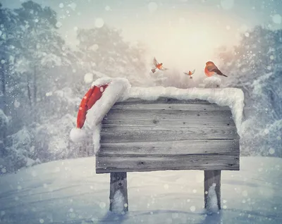 Фото птица Снегирь Рождество зимние в шапке Природа снега
