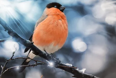 Как снегирь живёт осенью: 8 интересных фактов из жизни красногрудого  пернатого | Приключения натуралиста | Дзен