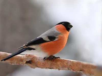 Снегирь: описание породы птиц, внешний вид и фото | ZOODOM