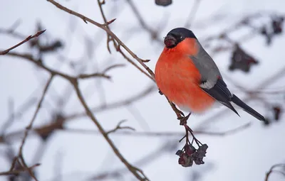 Обои птицы, снегирь, зима.природа картинки на рабочий стол, раздел природа  - скачать