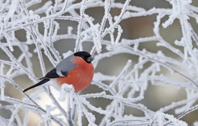 Обои зима, иней, снег, ветки, птица, снегирь картинки на рабочий стол,  раздел животные - скачать