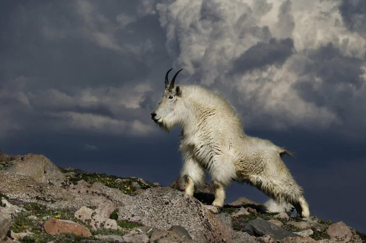 Снежная коза или горная коза. Rocky moumtain goat. Она ловко поднимается на отвесные скалы скалистых гор. Stock Photo | Adobe Stock Снежная коза или горная коза. Rocky moumtain goat. Она ловко поднимается на отвесные скалы скалистых гор. Stock Photo | Adobe Stock