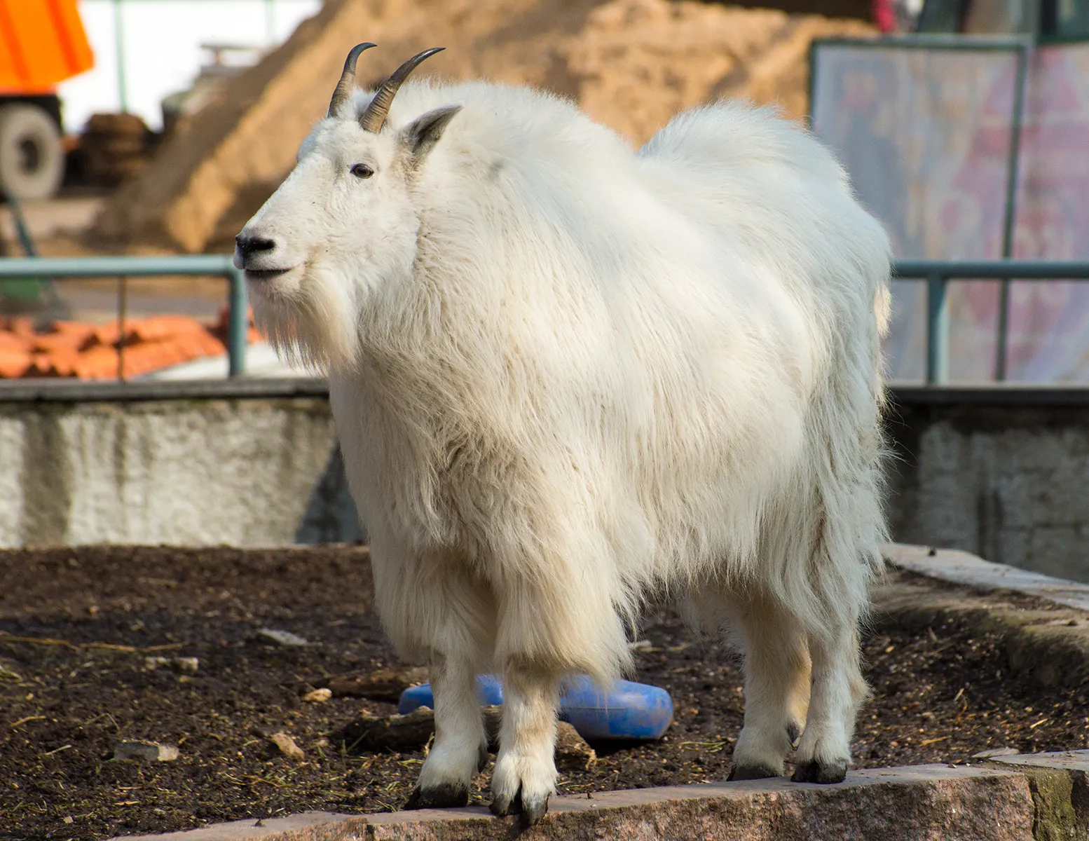 House Animals - Фото и описание Снежной козы. Русское название: Снежная коза Латинское название Oreamnos americanus Английское название Mountain goat Отряд Парнокопытные (Artiodactyla) Семейство Полорогие (Bovidae) Снежная коза, как вид, находится в House Animals - Фото и описание Снежной козы. Русское название: Снежная коза Латинское название Oreamnos americanus Английское название Mountain goat Отряд Парнокопытные (Artiodactyla) Семейство Полорогие (Bovidae) Снежная коза, как вид, находится в