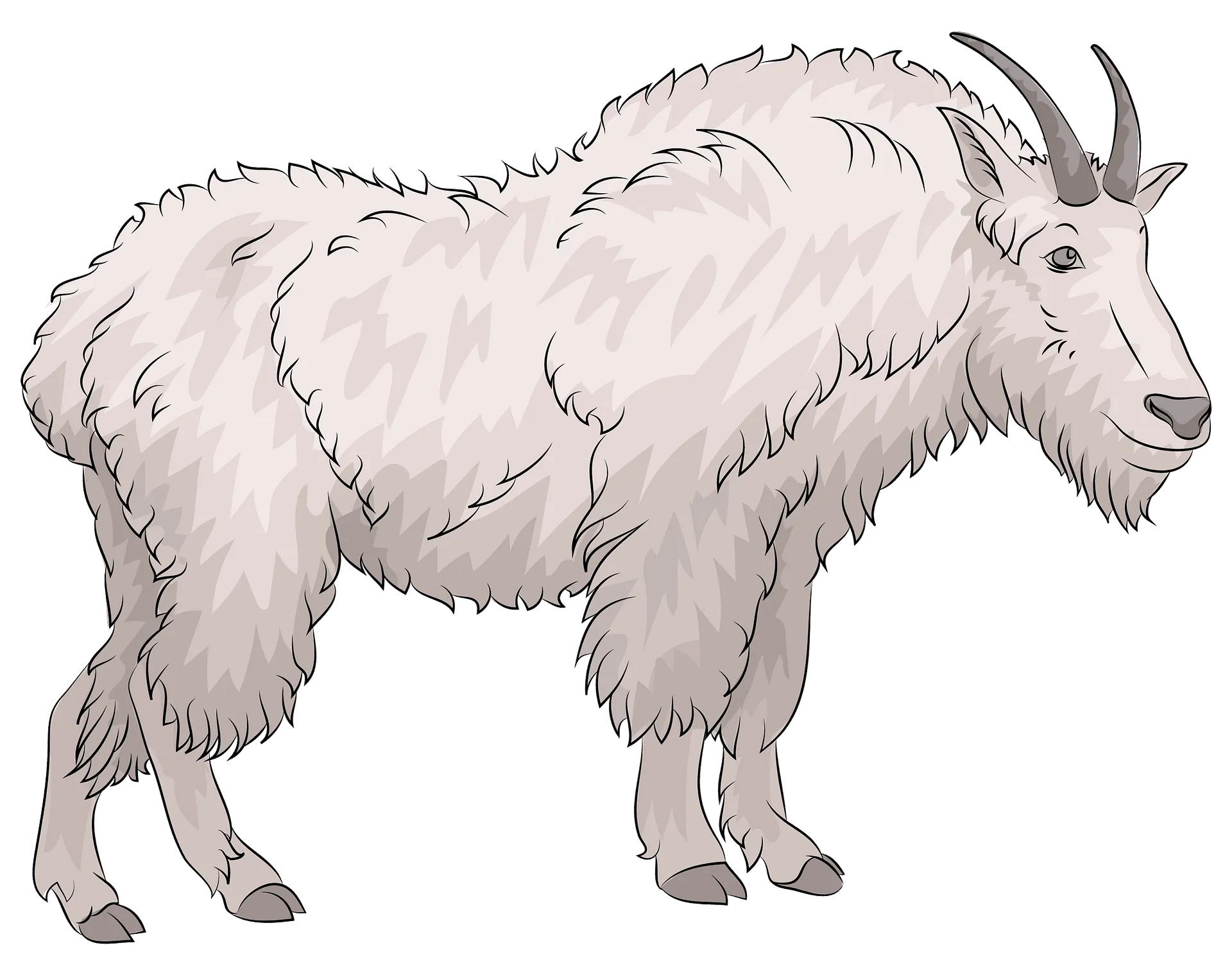 Animal Lovers Կենդանասերներ - Снежная коза / Mountain goat (Oreamnos americanus) | Facebook Animal Lovers Կենդանասերներ - Снежная коза / Mountain goat (Oreamnos americanus) | Facebook