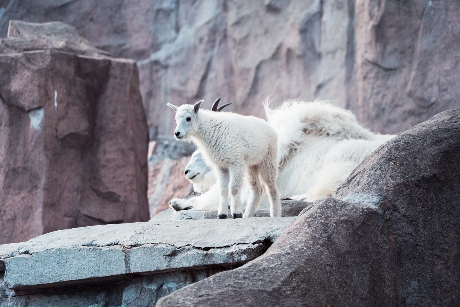 Снежная коза или горная коза. Rocky moumtain goat. Она ловко поднимается на отвесные скалы скалистых гор. Stock Photo | Adobe Stock Снежная коза или горная коза. Rocky moumtain goat. Она ловко поднимается на отвесные скалы скалистых гор. Stock Photo | Adobe Stock