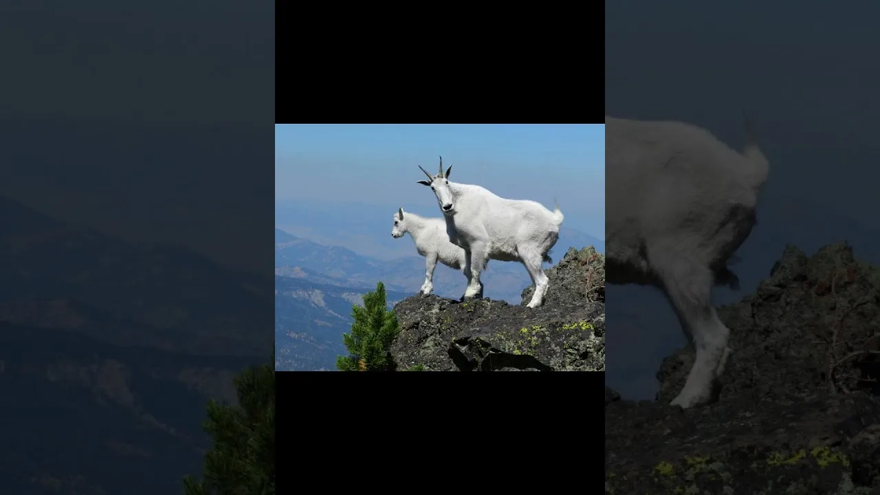 Коза горная американская (Oreamnos americanus) - kgo club Коза горная американская (Oreamnos americanus) - kgo club