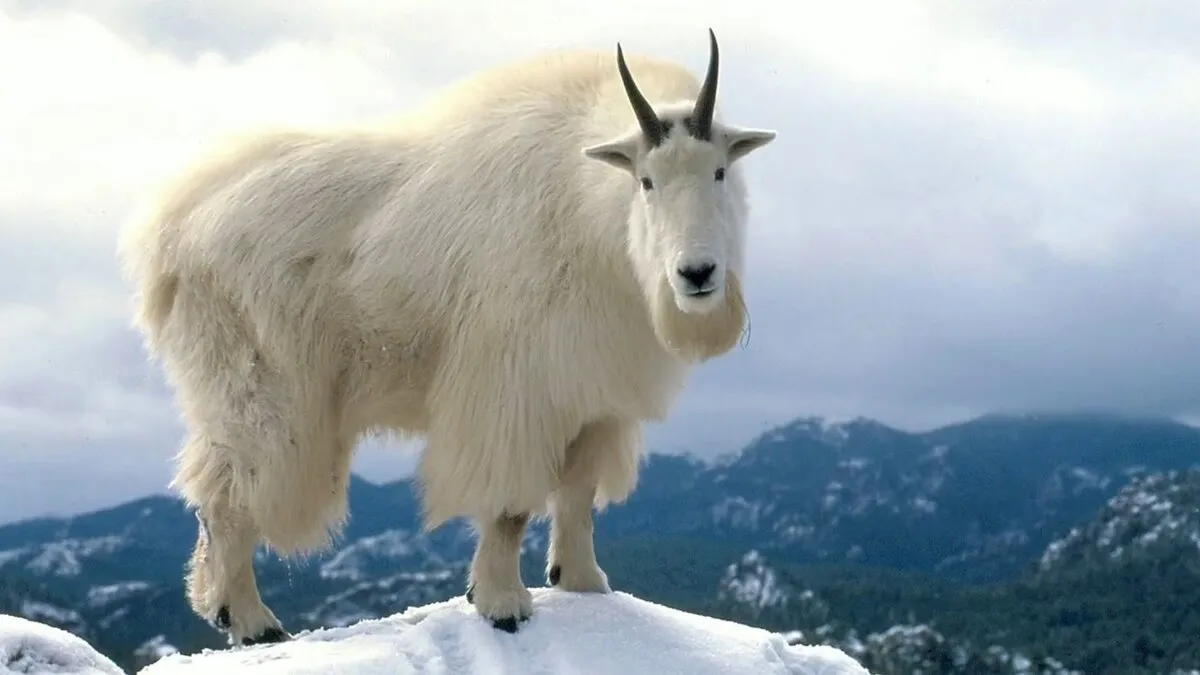 Снежная коза (Oreamnos americanus) Снежная коза (Oreamnos americanus)