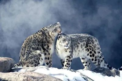 Снежный барс и леопард - 86 фото
