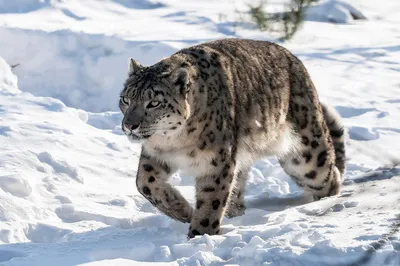 Снежный барс, ирбис или снежный леопард (Uncia uncia).. Фотограф Александр  Абросимов