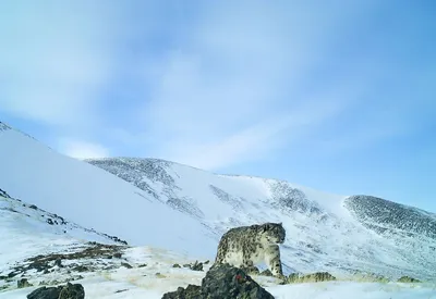 Всё как любит снежный барс: тундра, степь, тайга и горы!