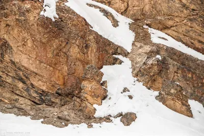 На этих фотографиях Saurabh Desai искусно маскируется Снежный Барс | Пикабу