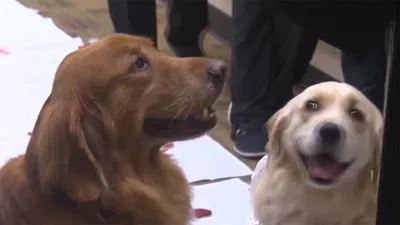 Свадьбу двух собачек отметили в США: трогательные фото и видео - Последние  новости - 24 Канал