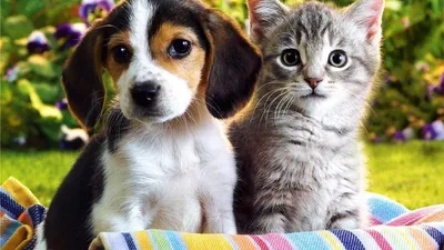 Собачек и кошек - картинки и фото koshka.top