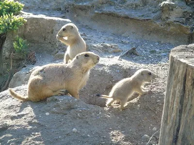 В бердянском зоопарке пополнение малышей, на свет появились луговые собачки  - фото - Новости Бердянска