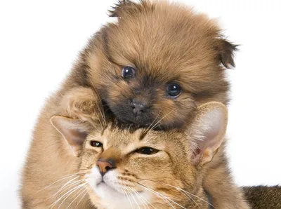 Кошечки собачки - 50 фото: смотреть онлайн