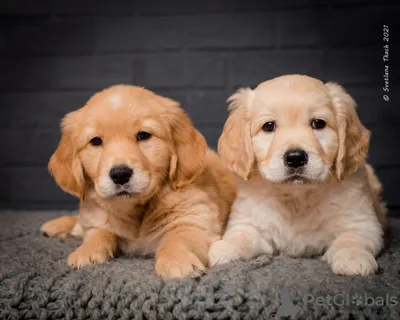 Золотистый ретривер: описание 🐕 породы, характер, фото - Гульдог