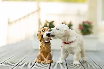 Что нужно знать о щенках золотистого ретривера | Golden Retriever | Дзен