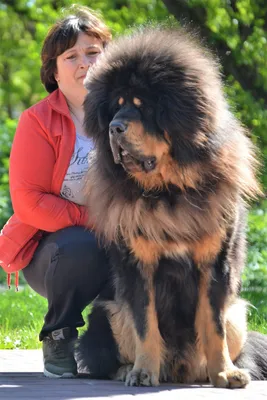 Лев 🦁 собака 🐶» — создано в Шедевруме