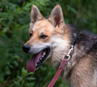 Пропала собака Лиса на ул. Кижеватова 14, Пенза | Pet911.ru