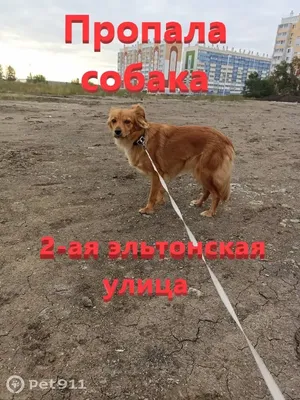 🦊Лучшая собака в доме – лиса | Собачье дело | Дзен