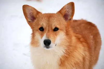 🦊🦊🦊 гибрид собака+лиса, торчат …» — создано в Шедевруме