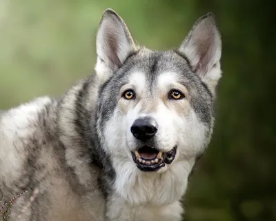 Собака волк фото