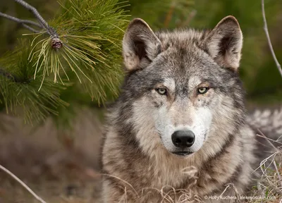 Собака и волк. Несколько отличий. | Заметки Wolf - Тренера | Дзен