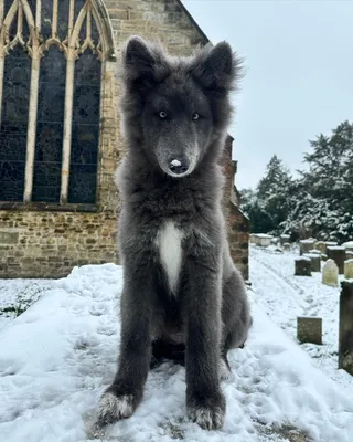 Волкособ (Wolfdog) - это активная, сильная и очень умная порода собак.  Описание, фото и отзывы.